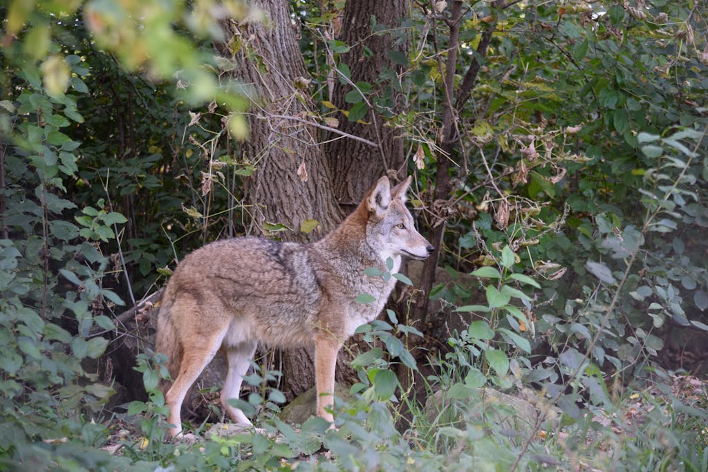 A lone coyote standing in a lush forest environment, surrounded by greenery.