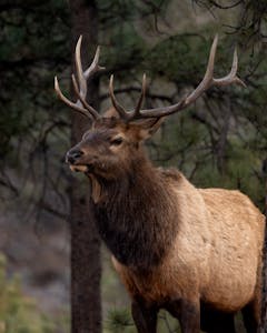 A majestic elk stands proudly in a serene forest, showcasing its impressive antlers.
